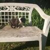 BOSTON PUPS FOR SALE