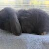 Grey holland lop bunny