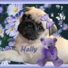 Beautiful Fawn Intact Young Female Pug  ADOPTED