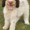 STANDARD POODLE REDUCED PRICE THIS WEEKEND ONLY