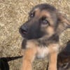 Pure bred German shepherd Male