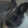 4-5 Month Bunny With Hutch