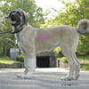 Purebred Turkish Kangal 3 female