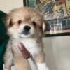 Adorable Pomchi puppy