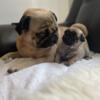 3 Pug Puppies For Sale