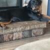 Akc male Rottweiler puppy