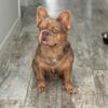 ISABELLA FLUFFY FRENCHIE STUD