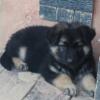 Full blooded German Shepherd Puppy