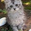 Beautiful TICA registered female Maine Coon kittens
