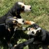 Bernese Basset Puppies