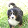 Beautiful Bernese Mountain Dog Puppies