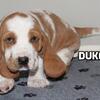 Basset Hound