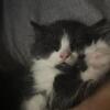 Free kittens