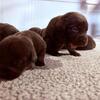 6 Beautiful Chocolate Female Lab Puppies!
