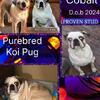 ĪKoi (Merle/Panda) Pug Stud