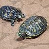 5 Water TURTLES for sale