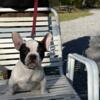 French Bulldog(Faux) pups for sale