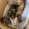 Bengal Kittens looking for forever home