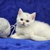 Male British Shorthair - (Silver)