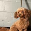 Red toy poodle for rehome