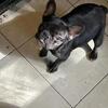 🐾AKC Registered French Bulldog Puppies Available Now!
