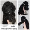 AKC Standard Poodle puppies