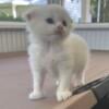 Scottish fold / straight Kittens