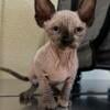 Tica Registered Sphynx kitten