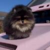 Teddy Bear faced Pomeranian