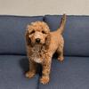 Standard golden doodle