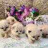 Ragdoll Kittens