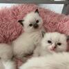Ragdoll kittens