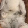 Dwarf Holland Lop Bunnies Rabbits Rabbit Bunny