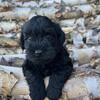Mini Schnauzer pups looking for their forever homes!