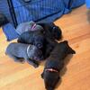 Cane Corso Puppies!!!