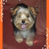 Yorkshire Terrier/Maltese Puppies! (1 left)