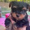 Teacup female Yorkie puppy available