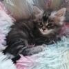 Male Maine Coon kitten