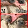 Cane corso akc puppies