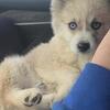 Pomsky puppy