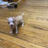 Tcup chihuahua male ready now