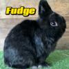 Proven Black Netherland Dwarf Buck