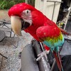 2 Year old Female Green Wing Macaw. Sweetest, most cuddly affectionate baby ever!