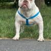 1 year old all white with ticking American bully male up for grabs