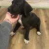 Great Dane Puppy