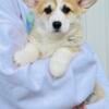 Beautiful Pembroke Welsh Corgi Puppy AKC