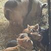 Kunekune Piglets