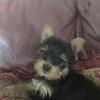 Female Yorkee Puppies 3363802032