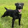 Patterdale/Jagdterrier for Stud