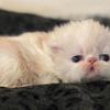 Cream and white female pure Persian